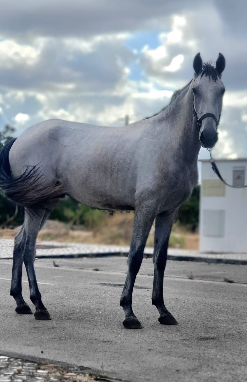 Poldro lusitano livro azul 26 meses grande 1,60cm ainda cresce mais