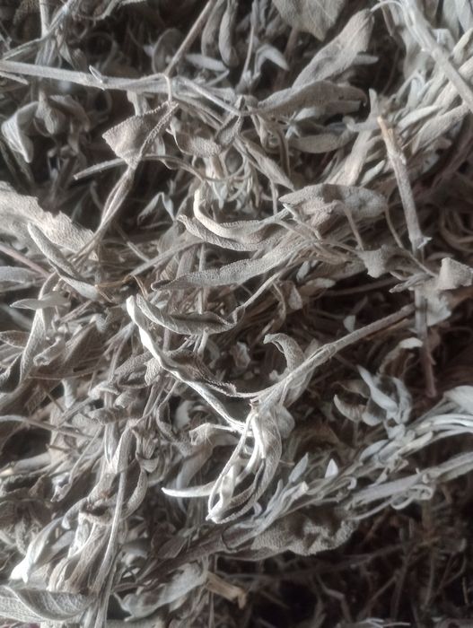 Szałwia lekarska ziele cale 3 opakowania