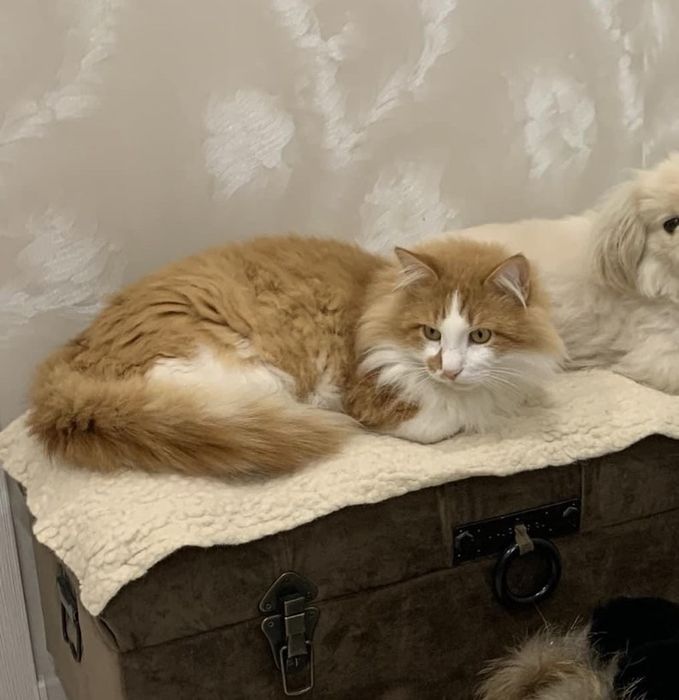 Віддаю кота в добрі руки