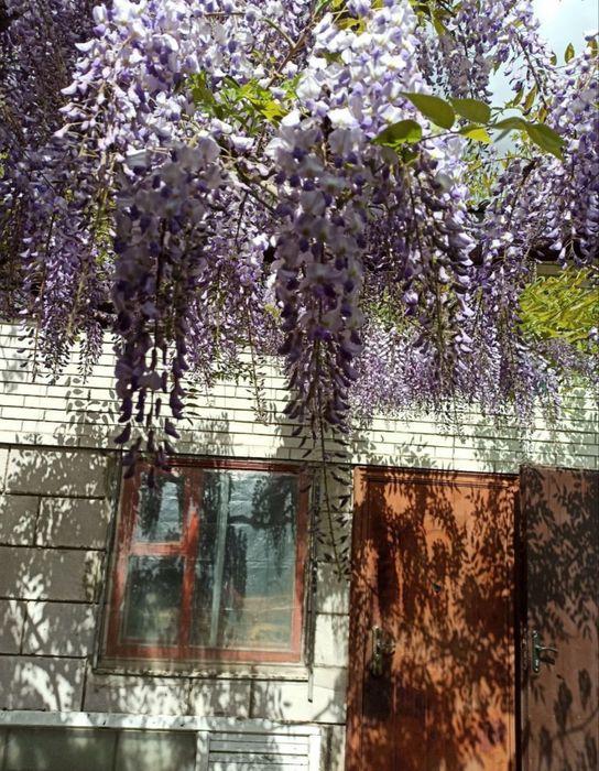 Гліцинія.          .