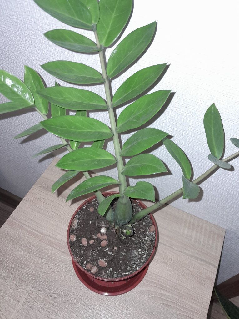 Замиокулькус, взрослое растение.