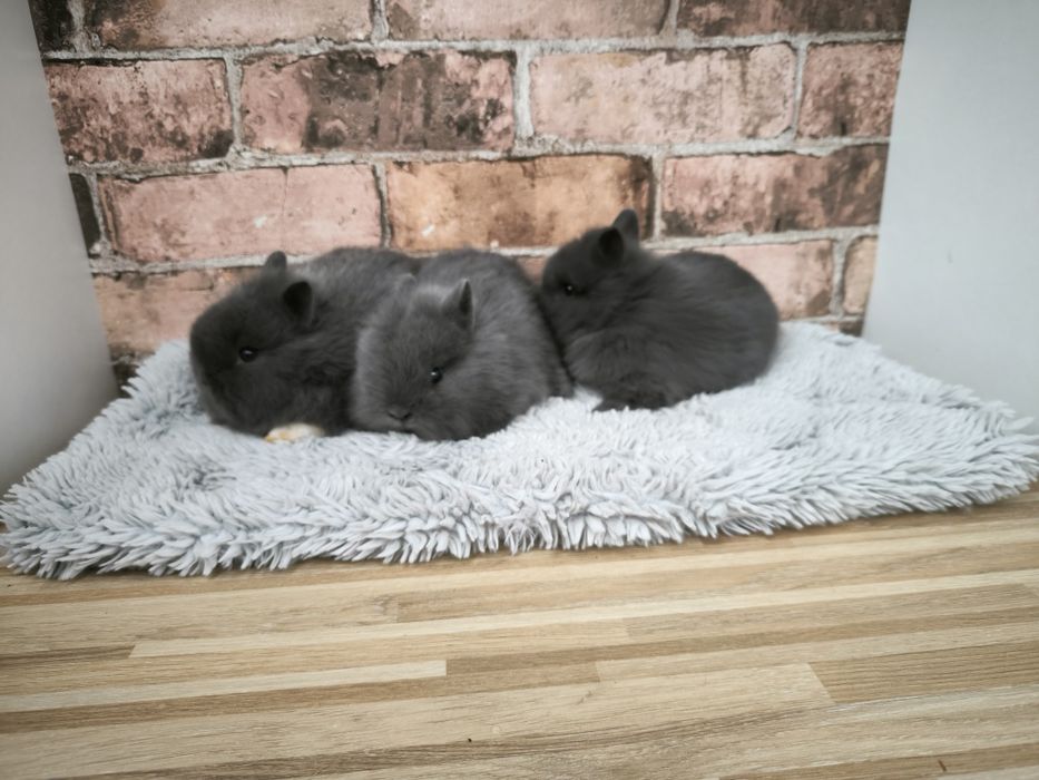Króliczki karzełki puszyste mini króliki