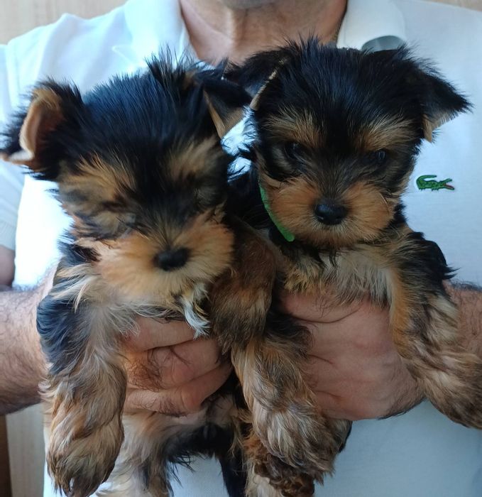 Йорочки куколки !