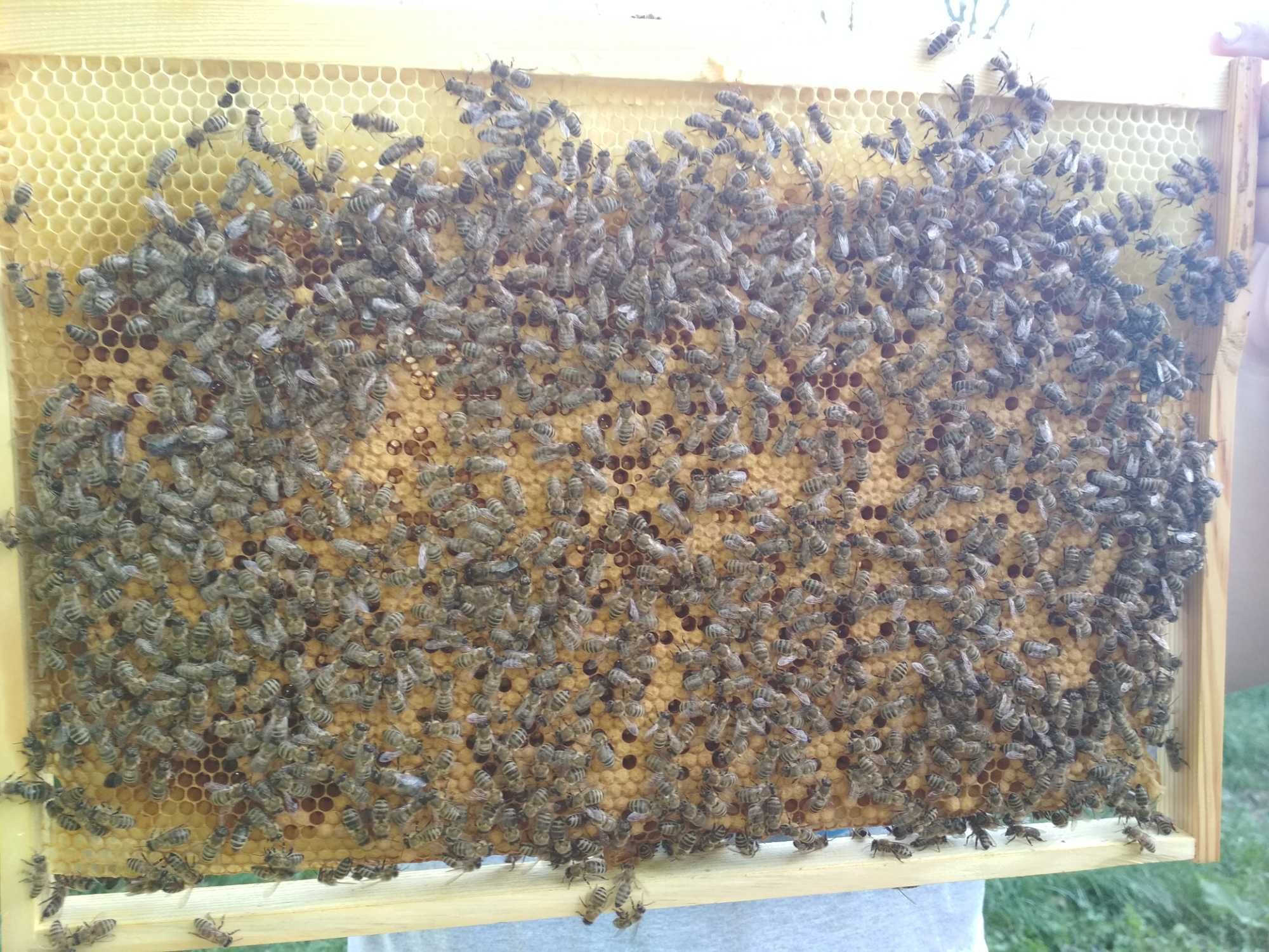 Бджопакети на рамку Рут 230мм