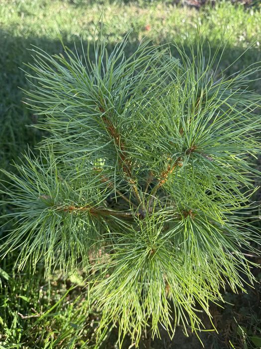 Сосна китайська біла Арманда