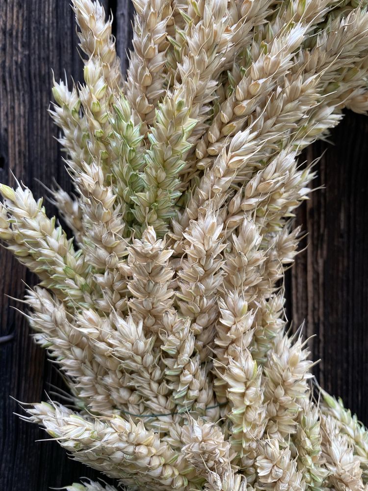 Wianek na drzwi ze zboża letni 40cm naturalny