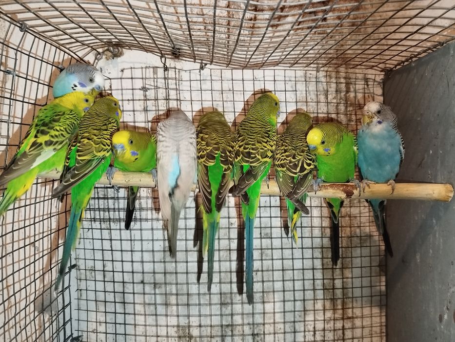 Piriquitos australianos