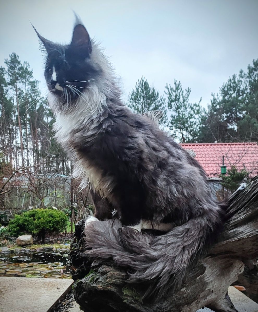 Rudy, największy z miotu Maine Coon/ hodowla