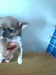 Chihuahua XSS Niebieska Krótkowłosa Dziewczynka