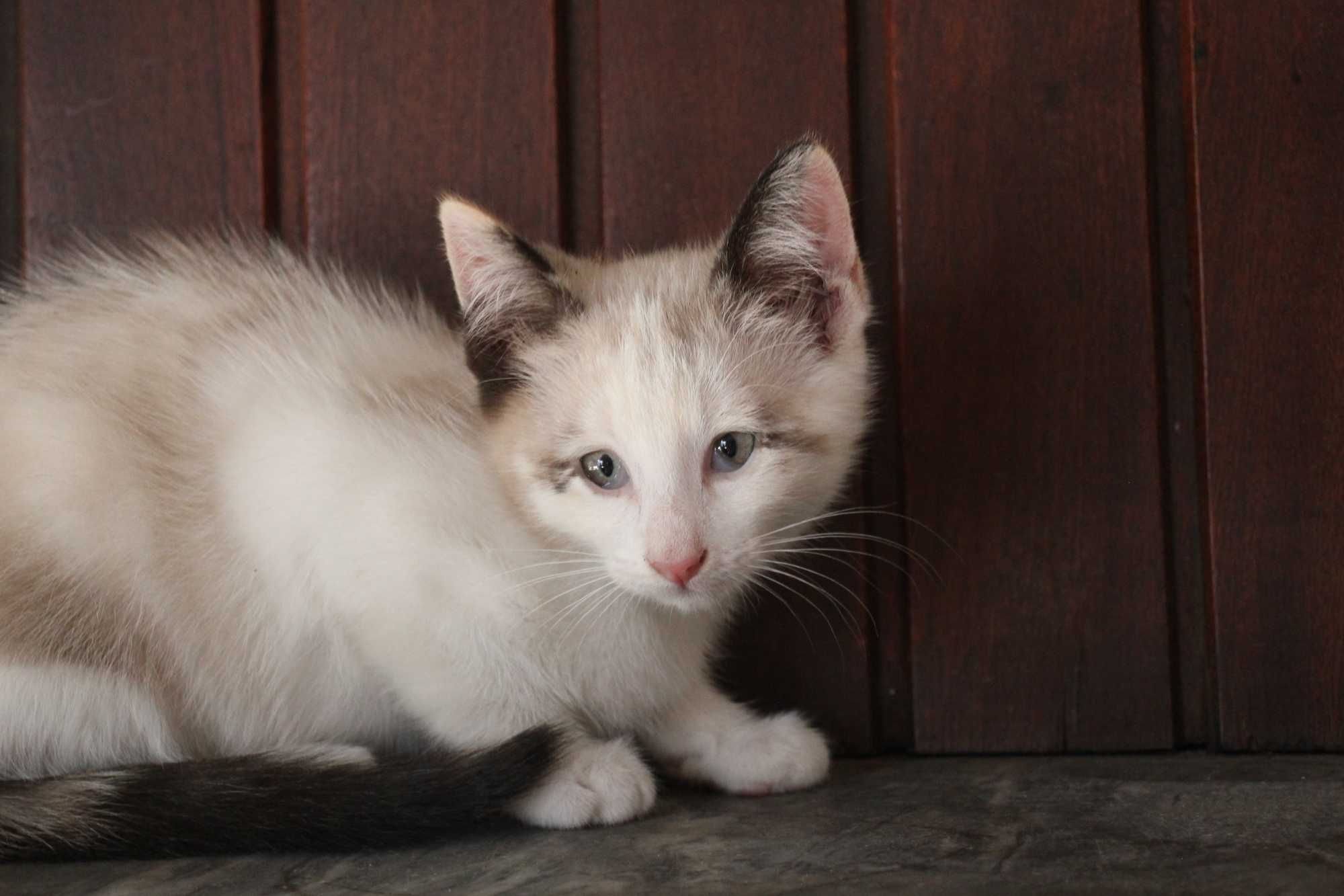 ESTERILIZADA | Gatinha de olhos azuis disponível para adoção ponderada