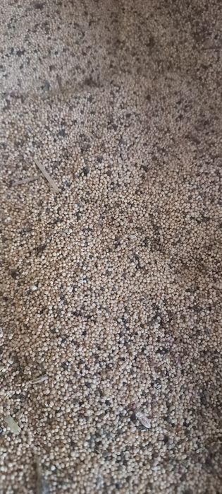 Amarantus - Szarłat 800 kg ziarna Pokarm dla ptaków