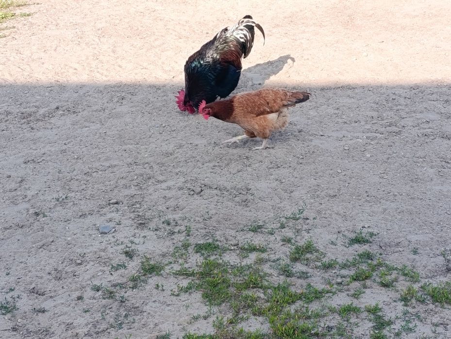 Sprzedam jajka od kur z własnego gospodarstwa