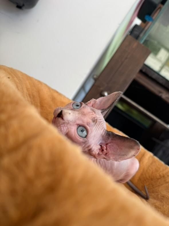 Sphynx Bicolor - Menina