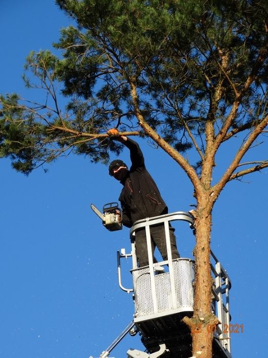 Wycinka drzew , usługi rębakiem,  podnośnik koszowy, frezowanie pni,