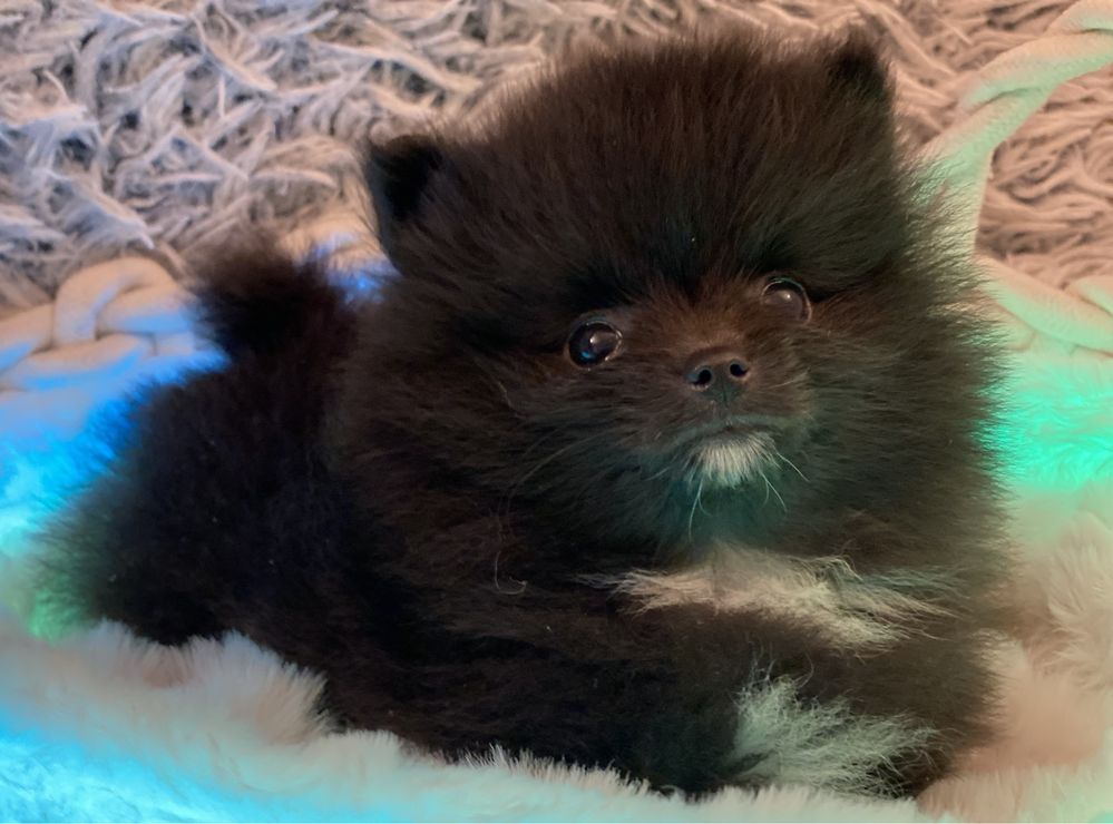 Pomeranian / szpic miniaturowy