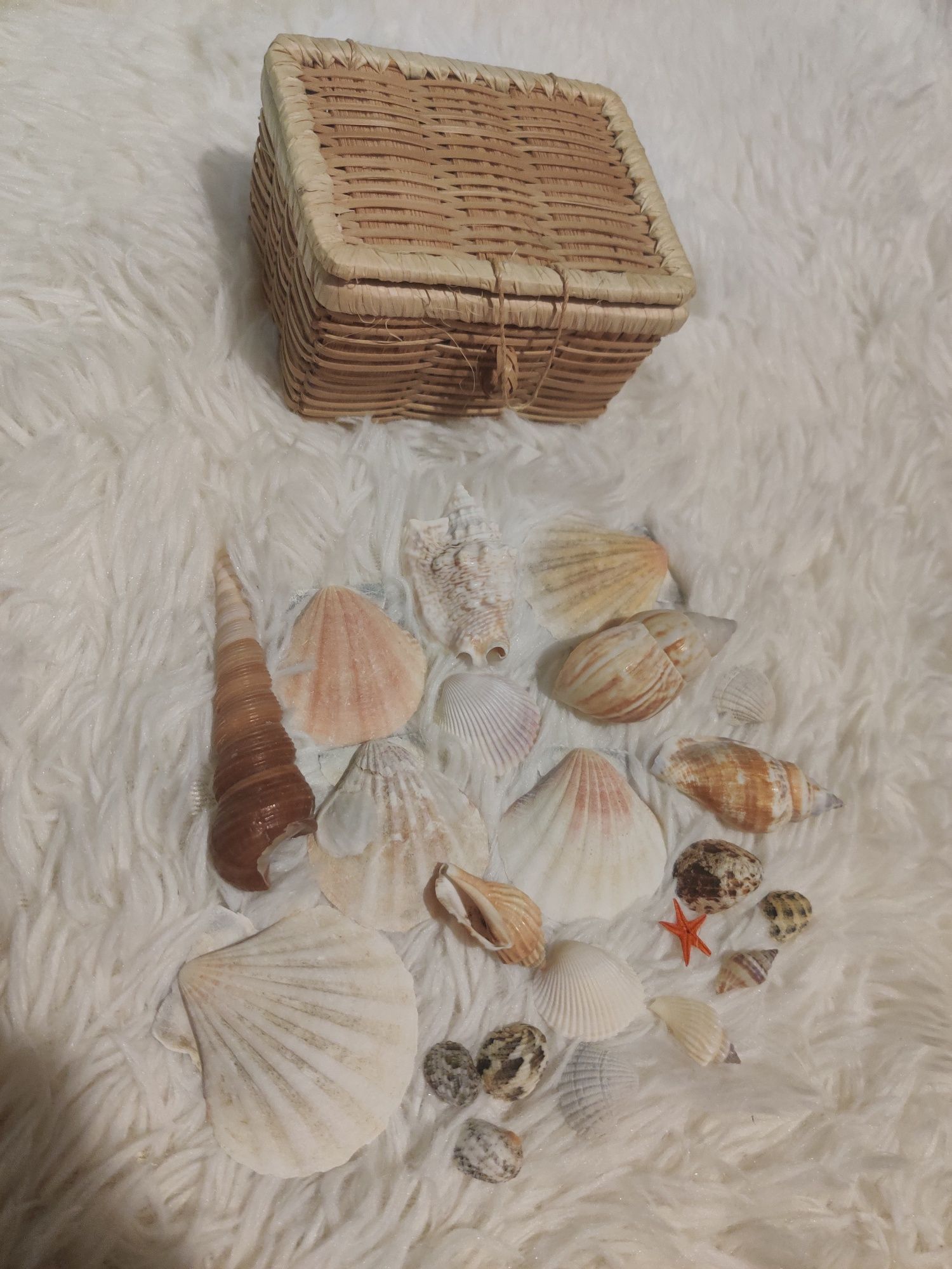 Muszelki, 22 sztuki muszelek, muszelka, zestaw