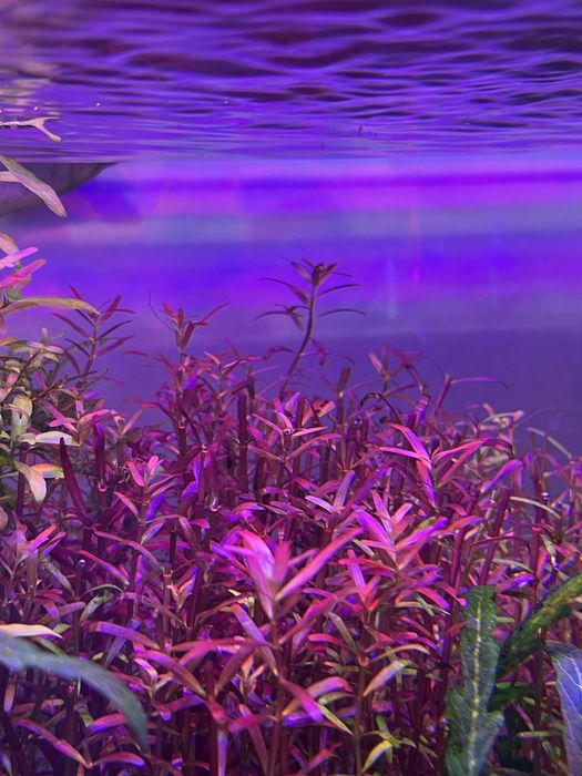 Rotala 30 sztuk