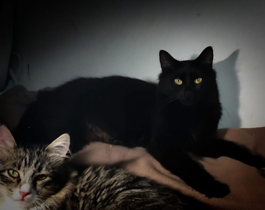 Czarny kocurek szuka domu