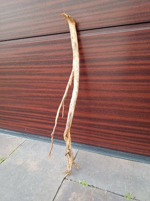 Prosty, długi naturalny korzeń do akwarium