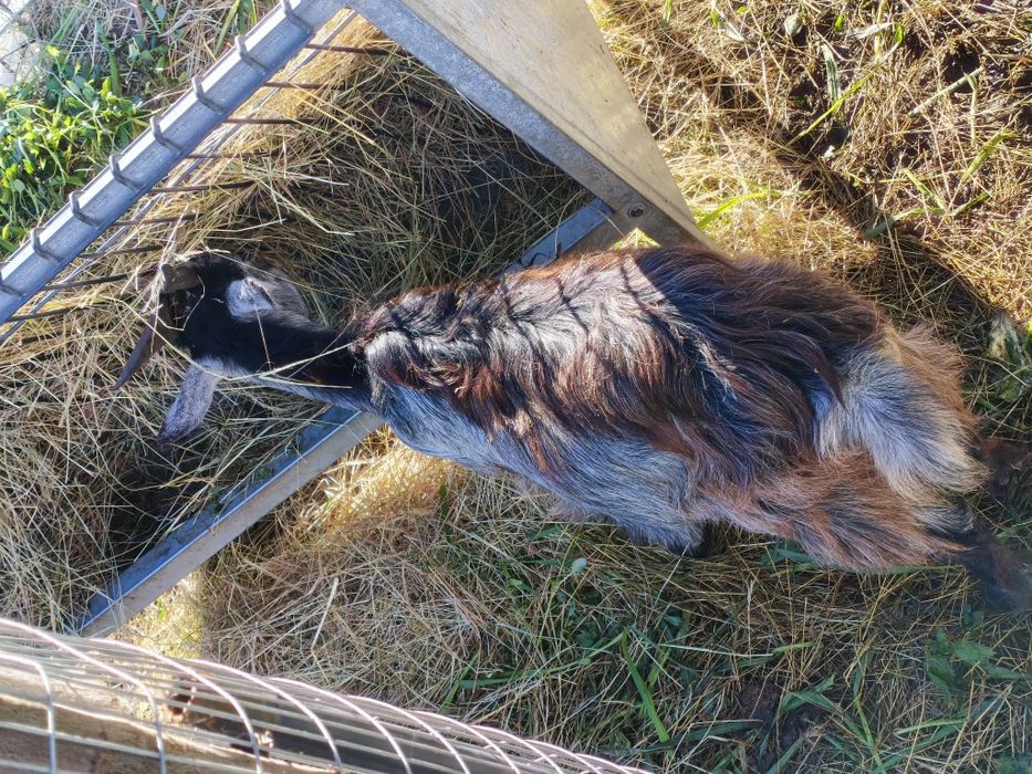 Vendo cabras prenhas