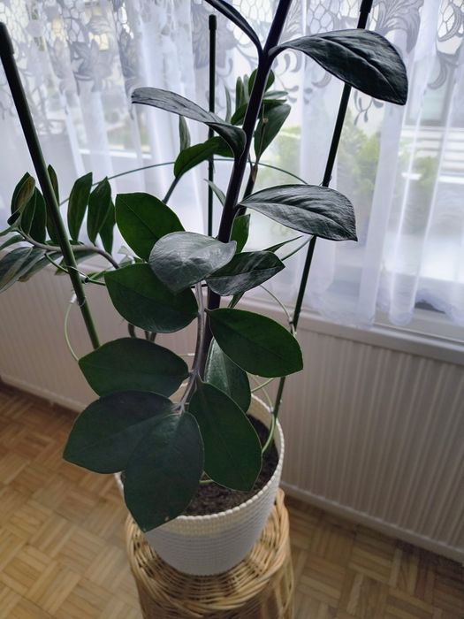 Kwiat zamiakulukus