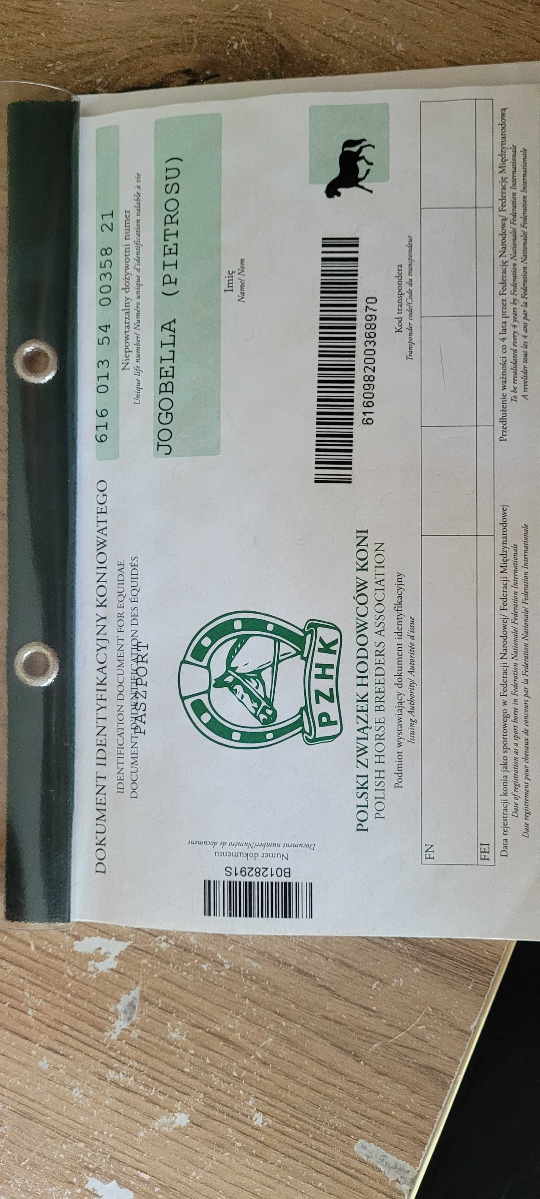 Klacz rasy Hucuł (Jogobella)