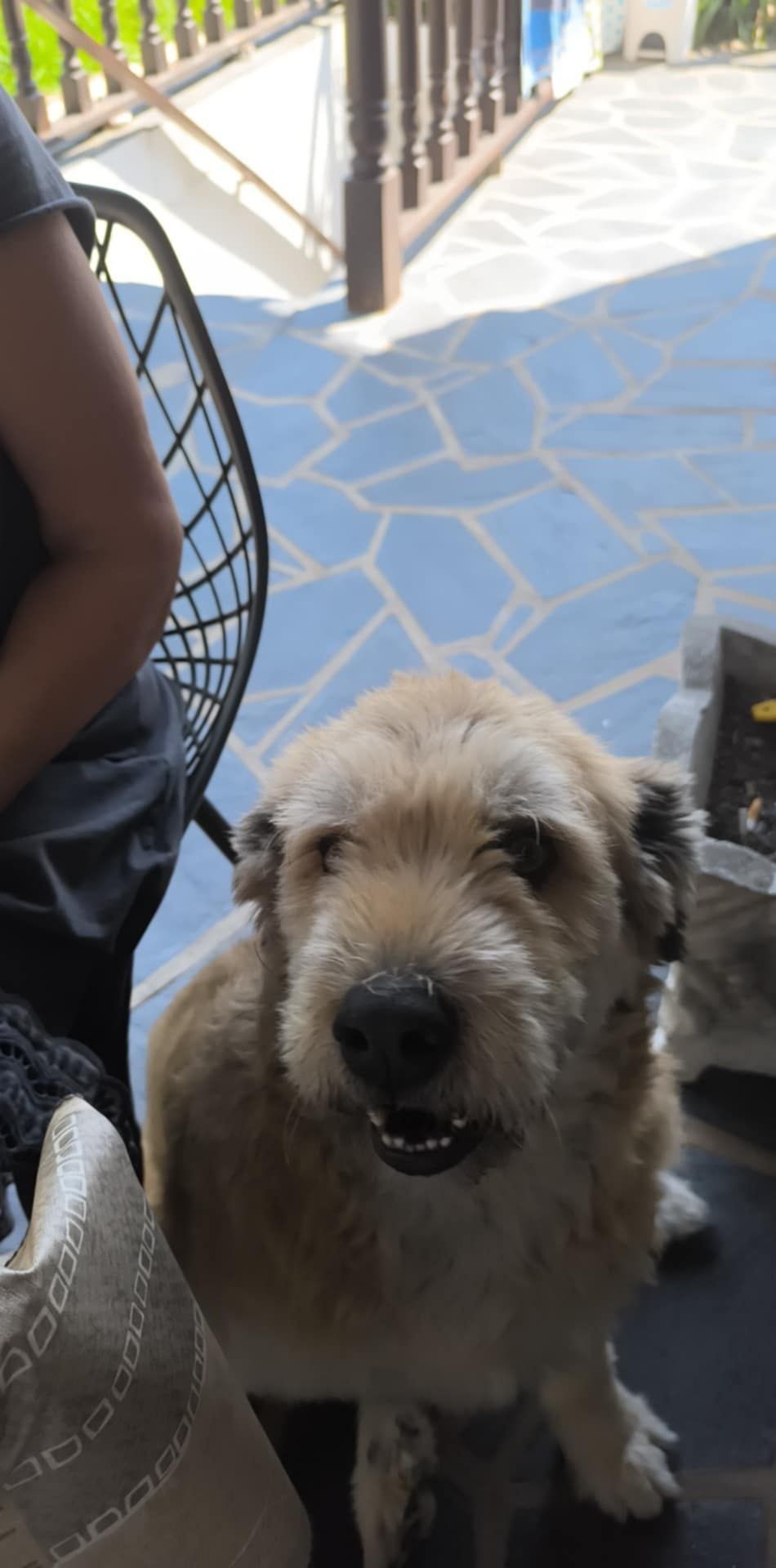Cão: Raça - Serre de Aires