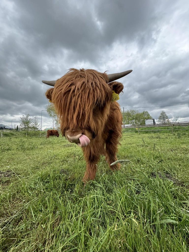 Cielak, byk, highland cattle, krowy szkockie