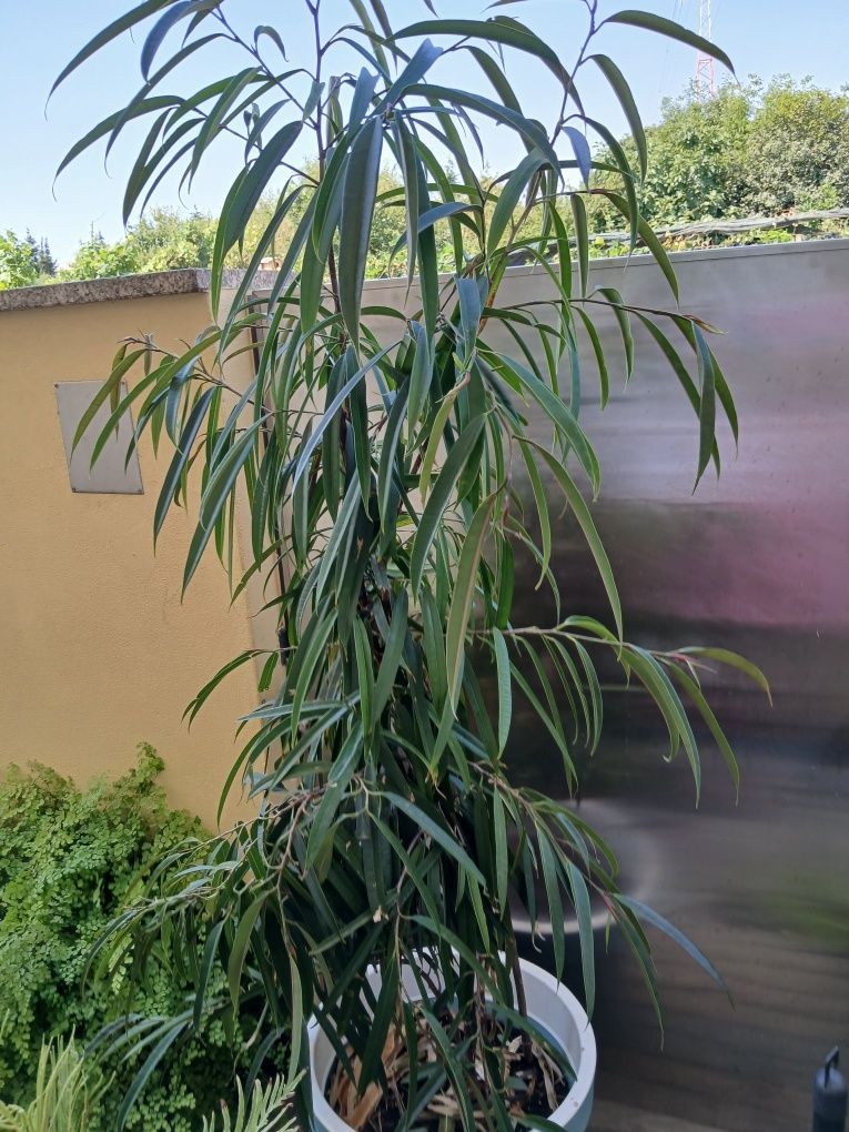 Vendo Ficos Maclellandii grande e em vaso.