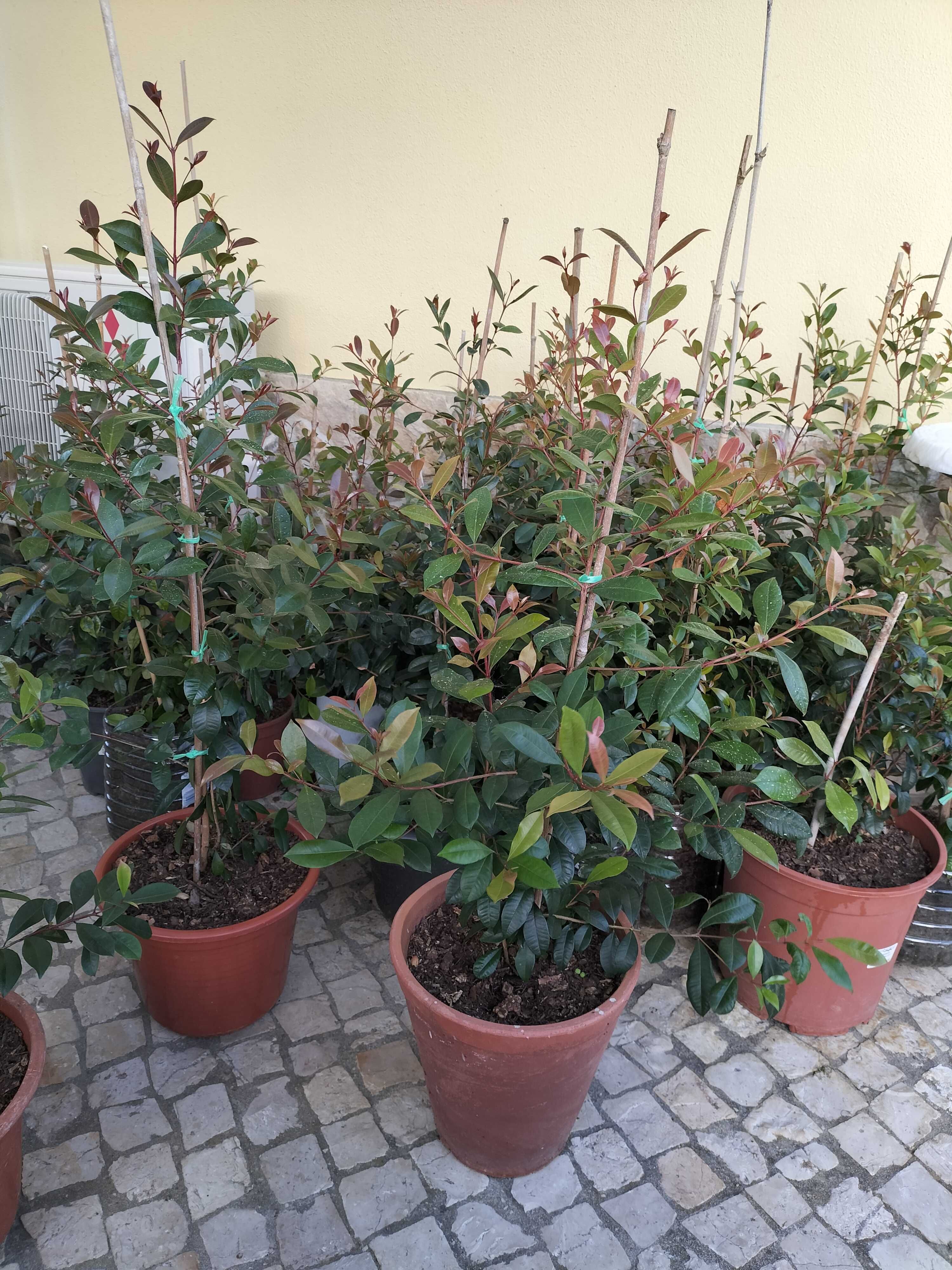 Vendo plantas eugénia myrtifolia de vários tamanhos