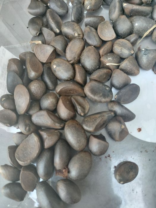 Sementes Plantas Camélia