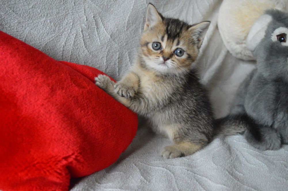 В'язка красеня кота