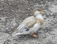 Młode kaczuszki I kaczorki call duck