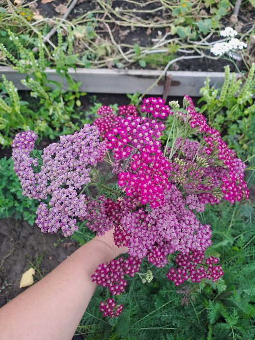 Деревій,тисячолистник кольоровий,5 кольорів