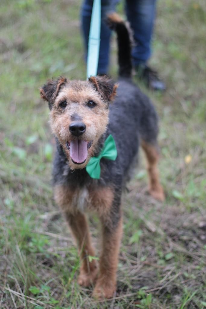 Piękny, energiczny psiak w typie terriera do adopcji