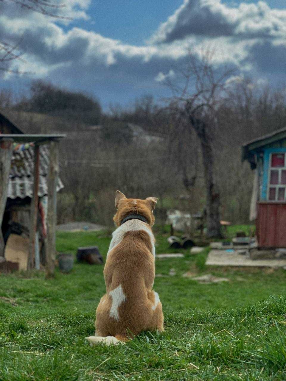 Собака шукає новий дім