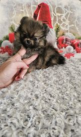 Szpic Miniaturowy/Pomeranian sunia malutkich rozmiarów PASZPORT!!!