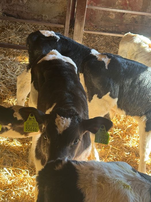 Cielaki krzyżówki 10szt pobierają paszę biała strefa