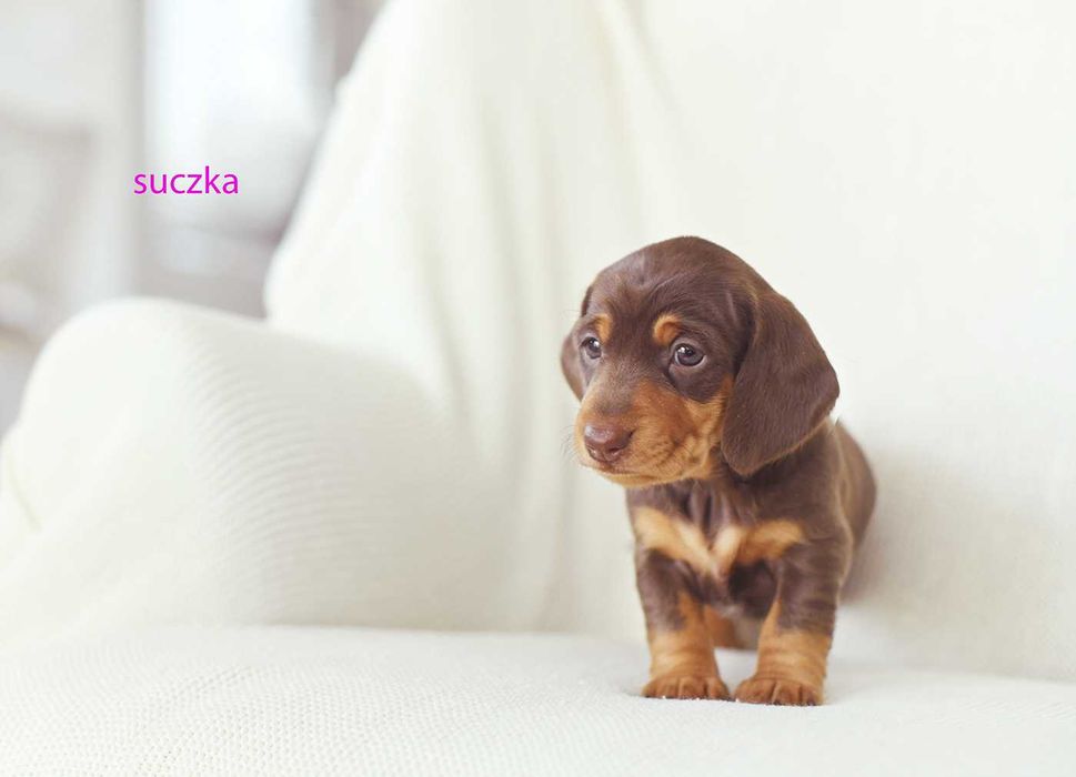 jamnik miniaturowy-rozne kolory