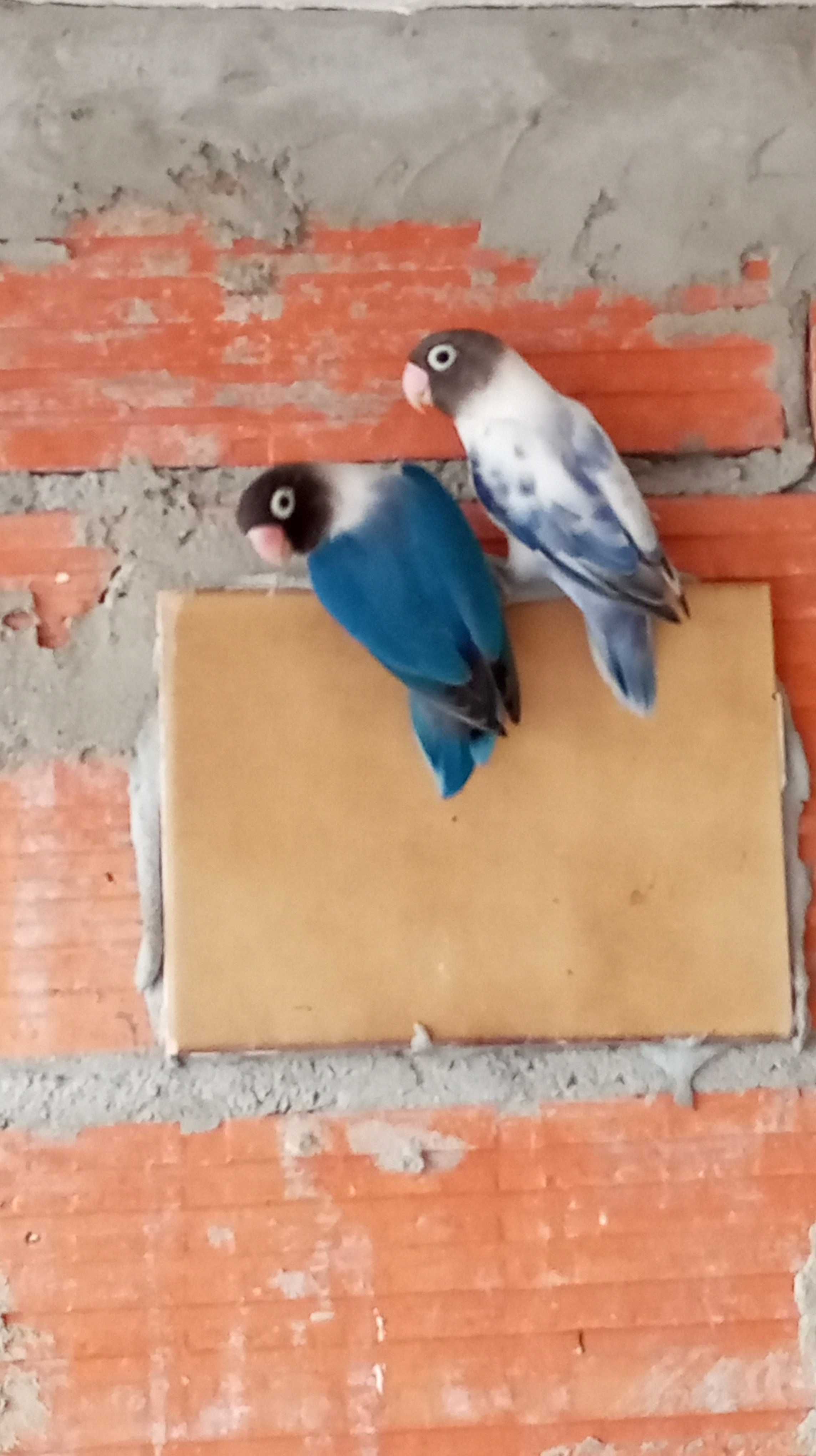 Casal agapórnis personata