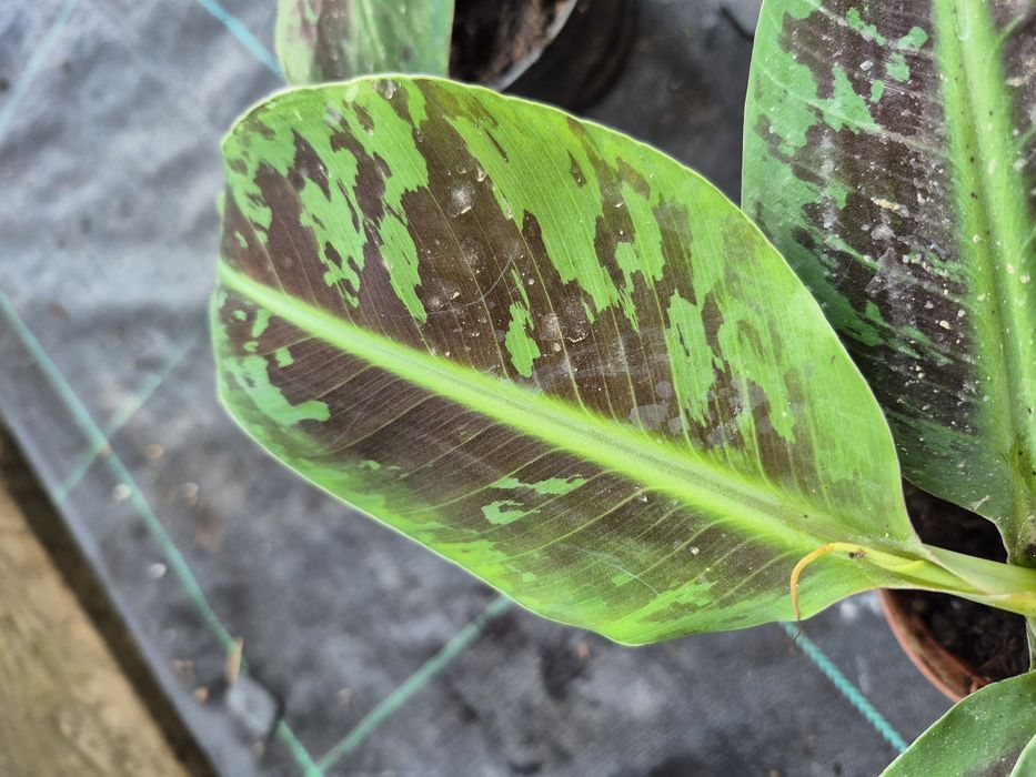 Musa Acuminata  ,,Dwarf Cavendisch'' , ,,Musa Tropicana ''