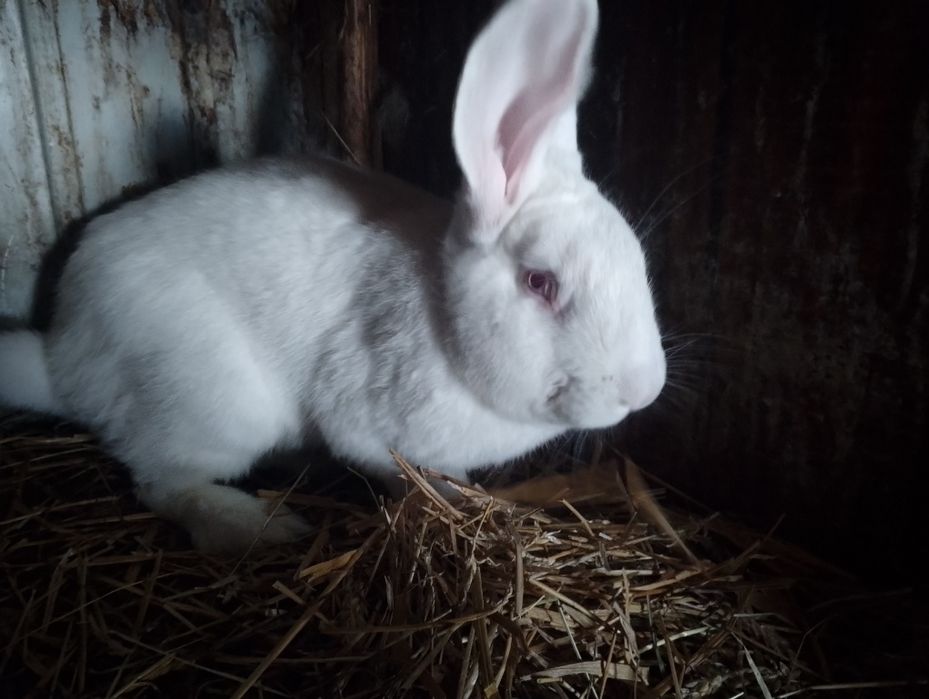 Samiec termondzki biały