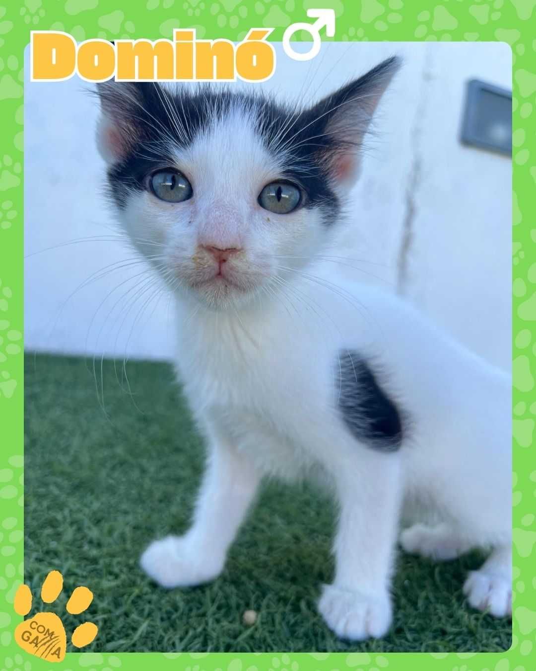 Gatinho para adoção - Dominó
