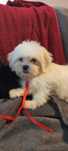 Maltipoo suczka Warszawa pudel maltańczyk