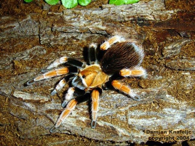 Aphonopelma bicoloratum самка 3-4см