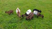 Cabras anãs Machos e Fêmeas