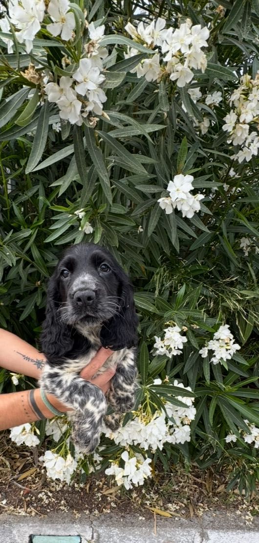 Cocker Spaniel inglês.