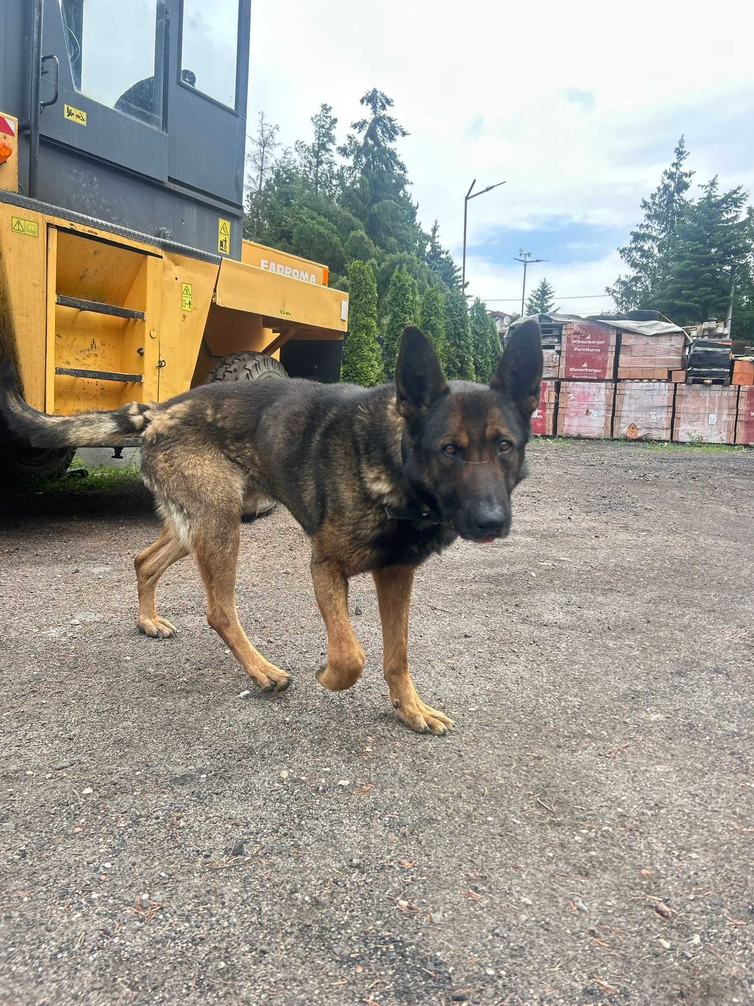 PIESEK w typie Owczarka Belgijskiego