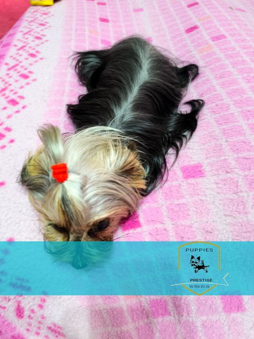 Alojamento canino raças pequenas