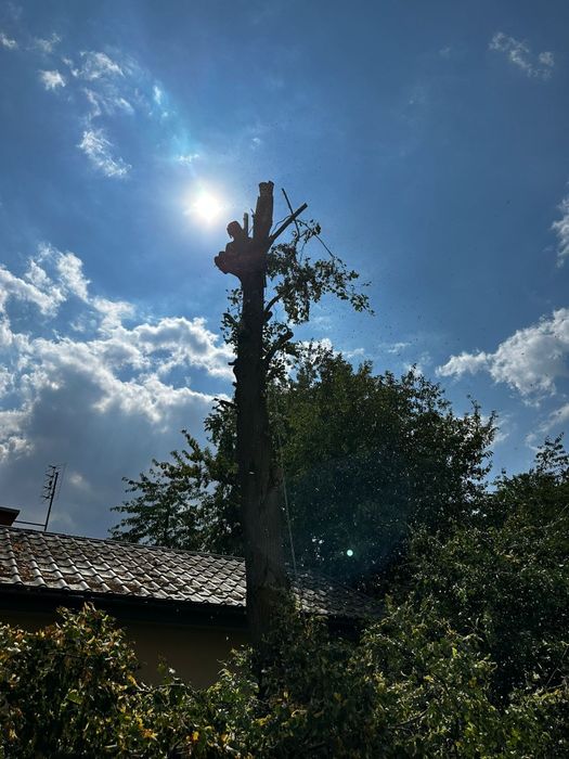Wycinka drzew alpinistyczna / tradycyjna, pielęgnacja ogrodów